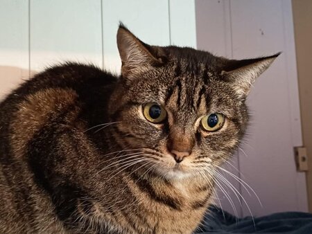 Praline