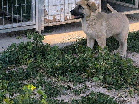 Rocco