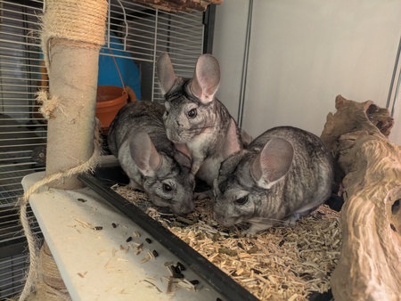 Ekoko, Huari & Kolash 