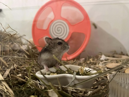Marcel