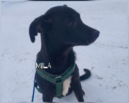 Mila