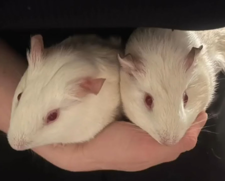 Bella & bianca
