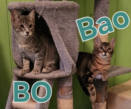 Bo et Bao