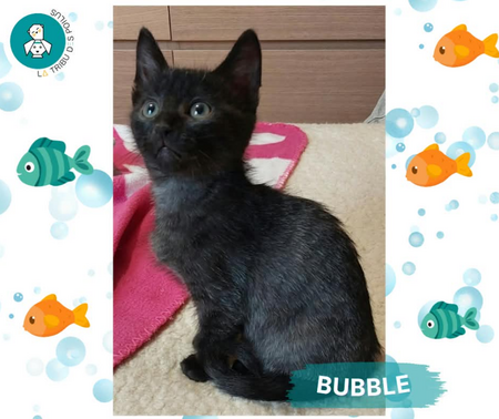 Bubble