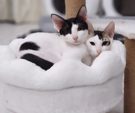 Elvis et Muxu