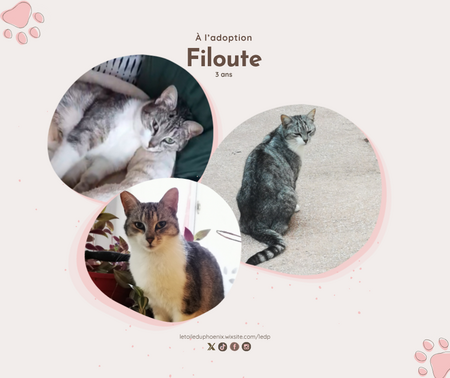 Filoute