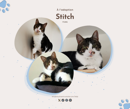 Stitch
