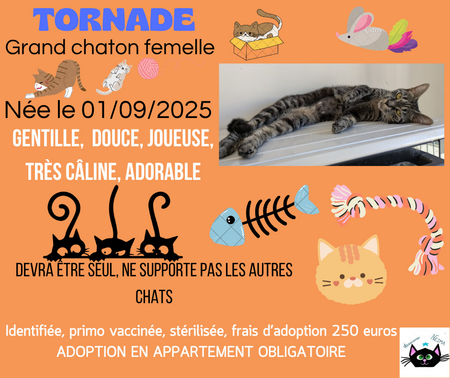 Tornade