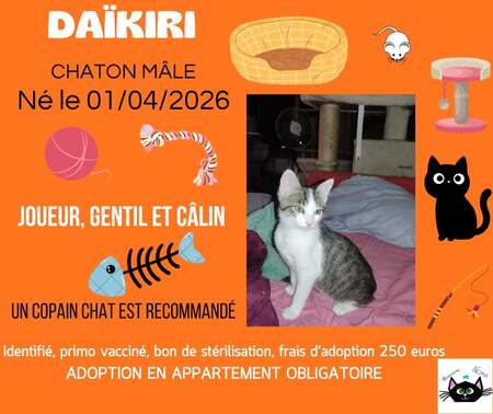 Daïkiri