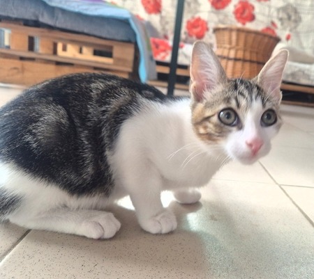 KIRI