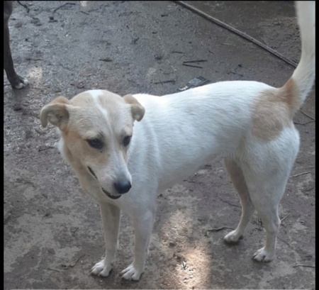 Maiti
