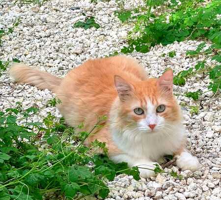 Willy