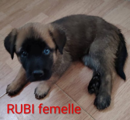 Rubi