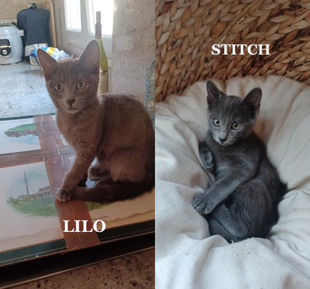 Stitch & Lilo