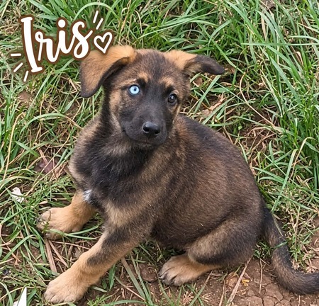 Iris