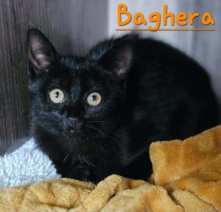 Bagheera