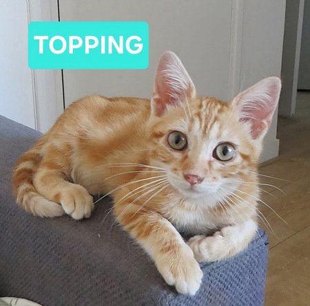 Topping