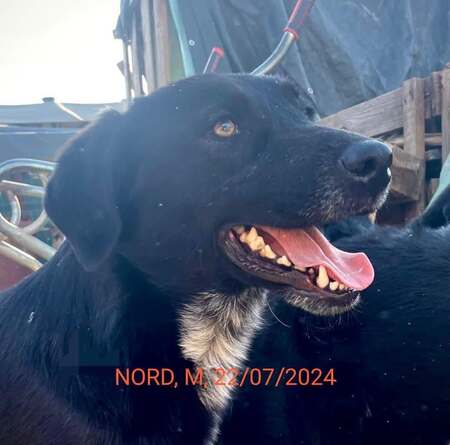 NORD