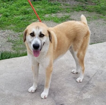 Chaussette