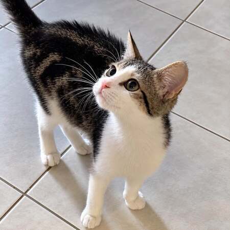 Nyx 