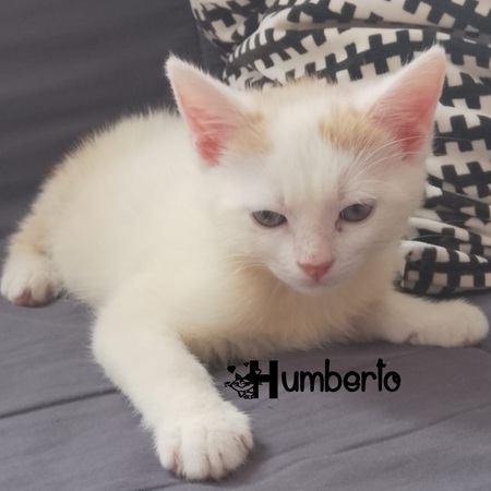 Humberto