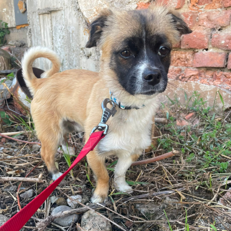 PEKI