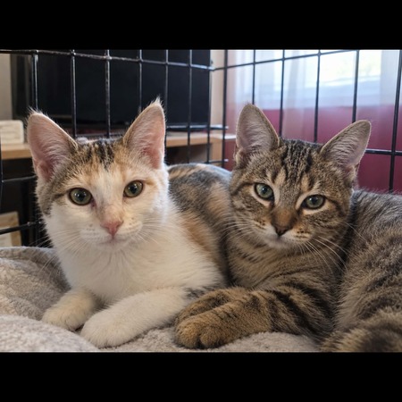 Bart et Mikado