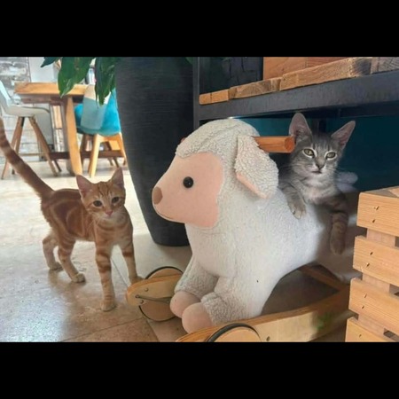 PIKACHU et SALAMECHE
