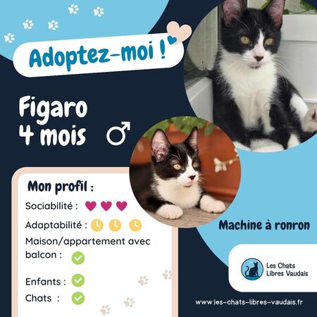 Figaro