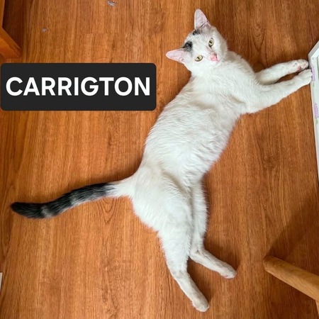 CARRIGTON