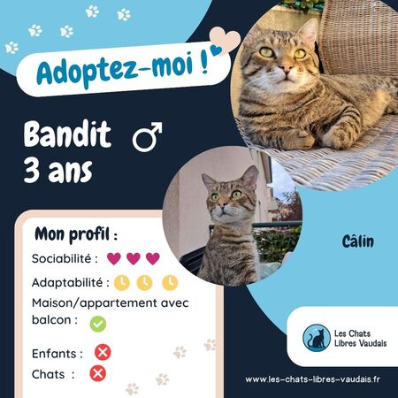 Bandit