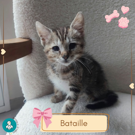 Bataille