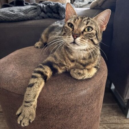 Bastet