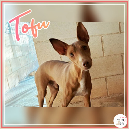 Tofu