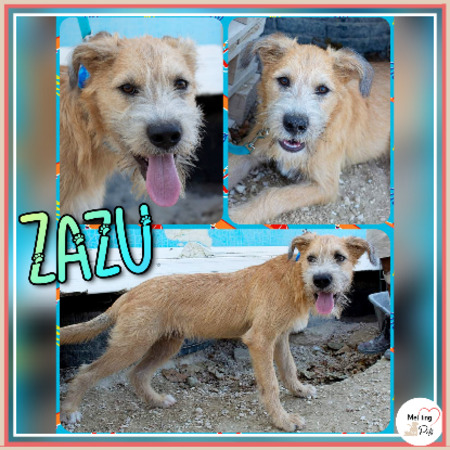 Zazu