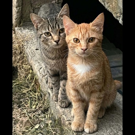 Balzac et Sézane