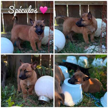Speculoos