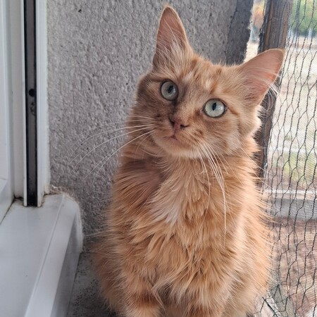 Mimi