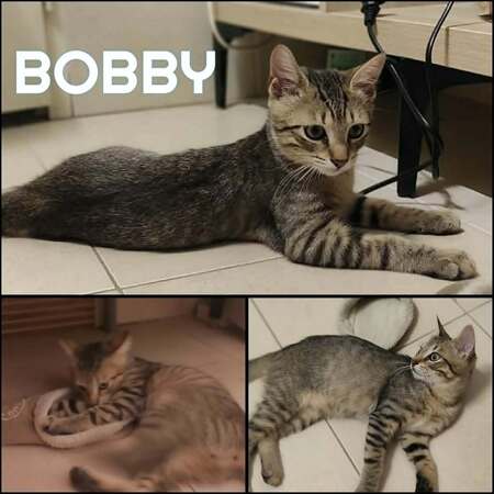 BOBBY