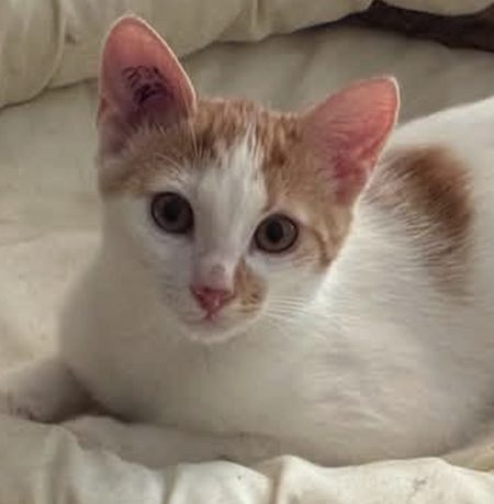 BISCUIT 