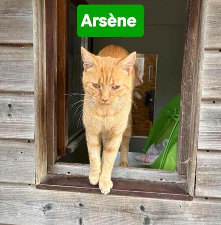 Arsene