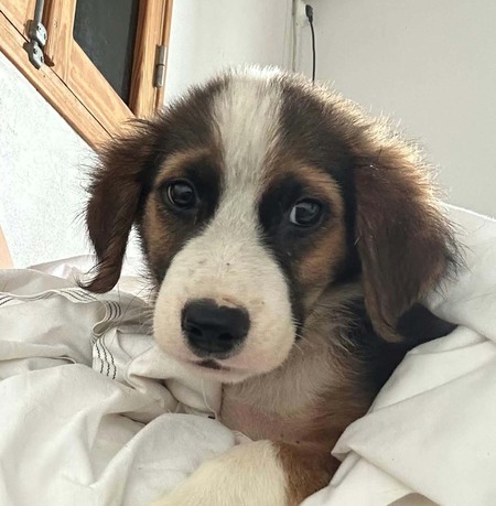 Romeo