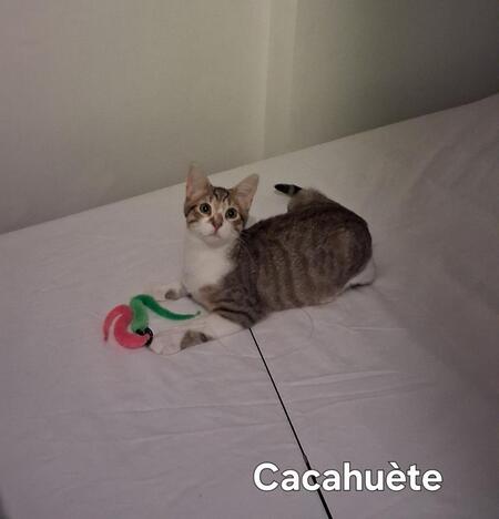 Cacahuète