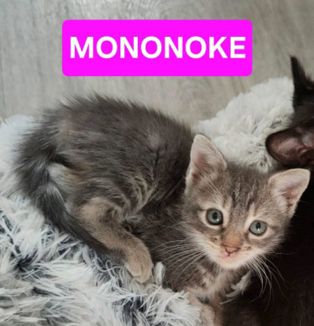 Mononoke petite de iska