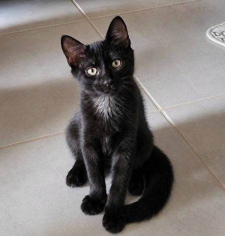 REGLISSE