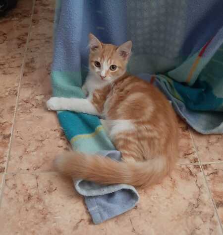 Eliot