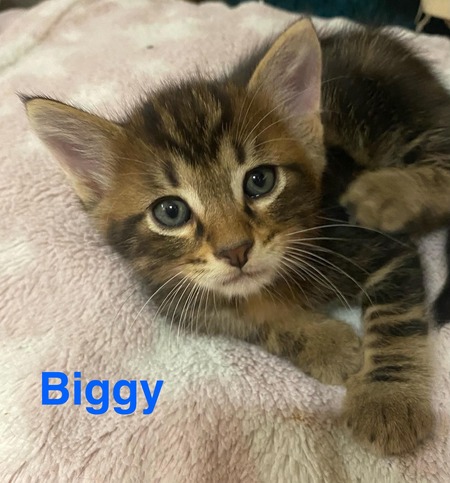 Biggy