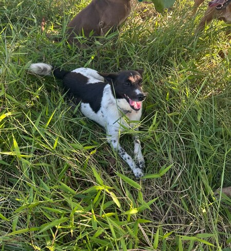 Enana