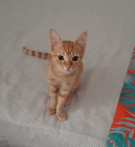 Alvin
