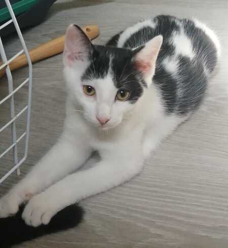 BICHETTE